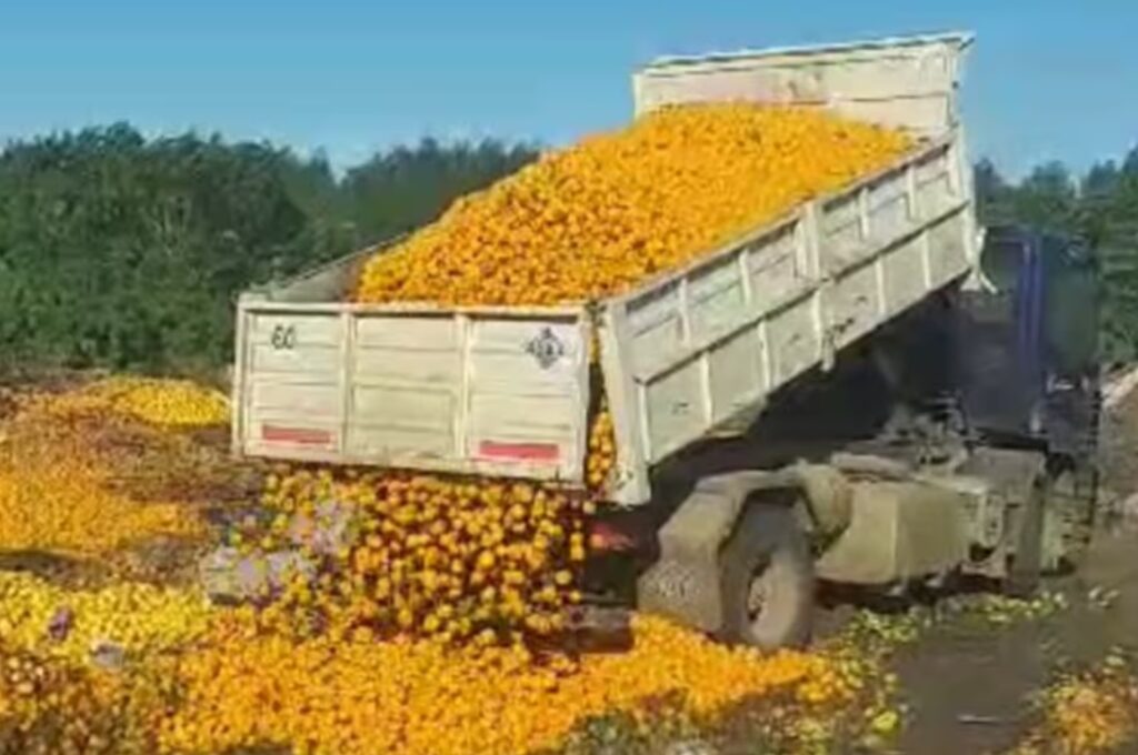 Se tiran a la basura más de 8.000 kilos de mandarinas en Entre Ríos